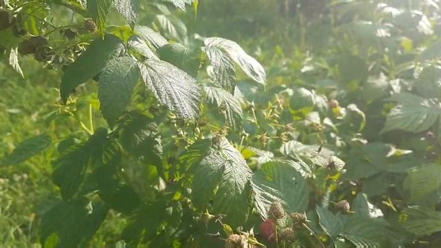 РЕМОНТАНТНАЯ МАЛИНА И ОСОБЕННОСТИ ВЫРАЩИВАНИЕ РЕМов - посадка, питание, обрезка. ЛУЧШИЕ СОРТА малин смотреть онлайн