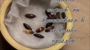 Огурцы.  От семян до рассады.