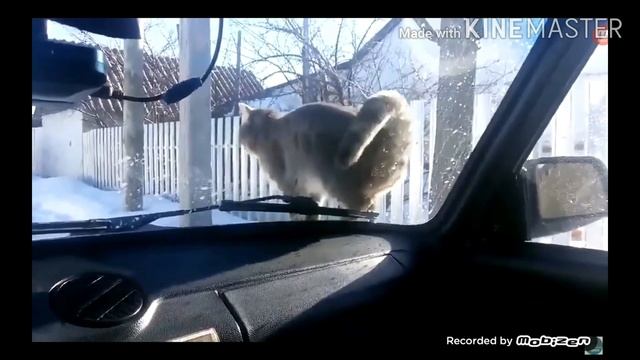 Король лев ПРИКОЛ 《Держись тропы которую я пометил!》 смотреть онлайн