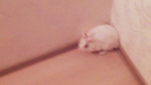 Мой кролик Пушок 🐇 смотреть онлайн