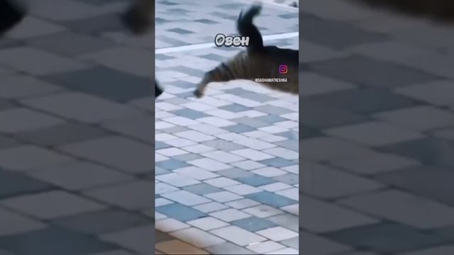 ОВНЫ? Кому знакомо?)Кто в какой день родился, кстати? Я 1го апреля? смотреть онлайн