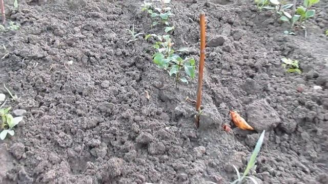 Мой огород - что на нем растет. 2 часть смотреть онлайн