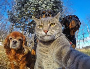 Приколы с котами и собаками