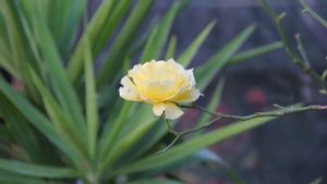 18-135mm STM Lense Test (Canon 60D)