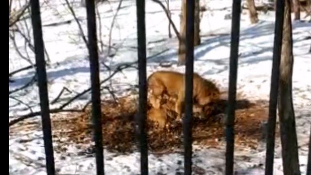 ПРИМОРСКИЙ САФАРИ - ПАРК ЛЬВОВ