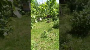 Грецкий орех, цветение и завязи.