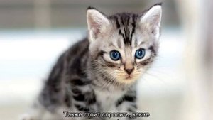 Американская короткошерстная кошка и гладкошерстные коты-американцы