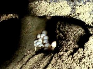 Зеленая черепаха