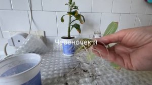 Адениумы. Как из черенка вырастить осьминога? Очень просто! 13 декабря 2023 г.