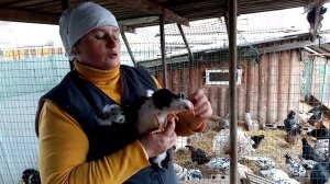 Когда выключать свет у кур в курятнике.