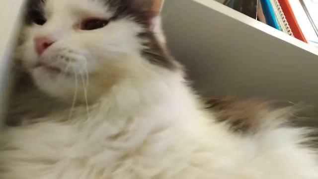 СЧАСТЛИВАЯ КОШКА/ШЕРРИ И ЕЕ ЛАПКИ/НАШИ ЖИВОТНЫЕ смотреть онлайн