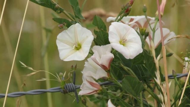 Convolvulus arvensis (wit) смотреть онлайн