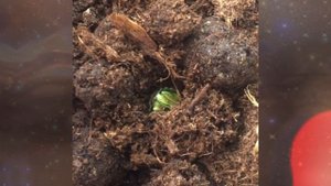 Приметы про майского жука.