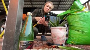 ВЫСАЖИВАЕМ БАРБАРИС и кипарисовик! Пересадила АЛОЕ в новый горшок! ?наш сад огород Ванильная Семья