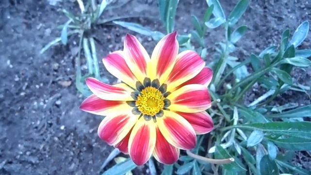 FLORES EN EL ASFALTO 46. Dormilona Margarita Africana Flor del Tesoro смотреть онлайн