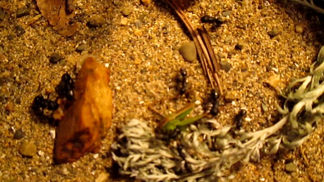 Муравьи. Охота на кузнечика смотреть онлайн