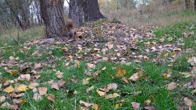 The gluttonous squirrel is Mary!) (Beautiful story)/Прожорливая белка - Мэри!) смотреть онлайн