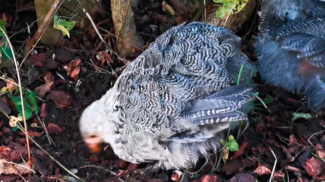 Meine Zwerg cochin. Мои карликовый кохинхин. смотреть онлайн