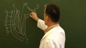 Топография околоушно-жевательной и глубокой области лица