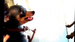 Злобные Той Терьеры