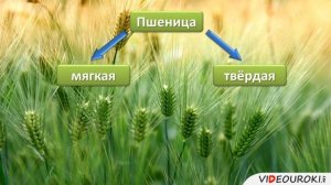 Класс Однодольные Семейство Злаки