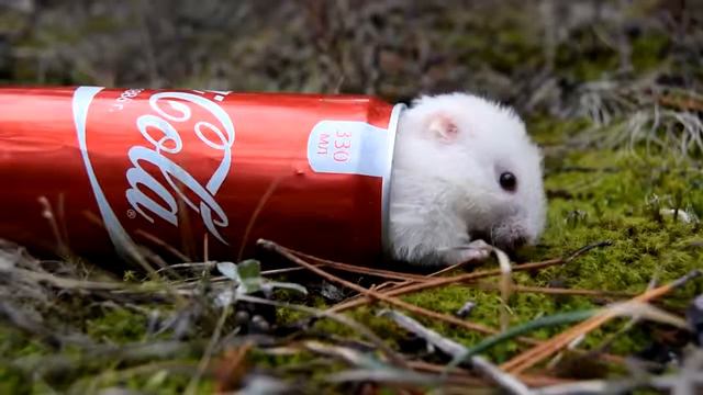 СЛИВКИ ШОУ ПОДАРИЛ МНЕ ХОМЯКА ОТ СТЁПЫ с канала SlivkiShowi смотреть онлайн