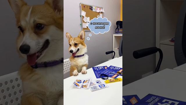 Corgi news