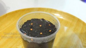 СЕЮ ПЕРЕЦ БЕЗ ЗАМОРОЧЕК! ПОСЕВ СЕМЯН ПЕРЦА НА РАССАДУ В СТАКАНЧИКИ С ГРУНТОМ ДО ПИКИРОВКИ.