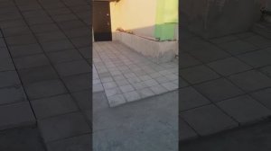 Укладка тратуарной плитки на старое бетоное основание.