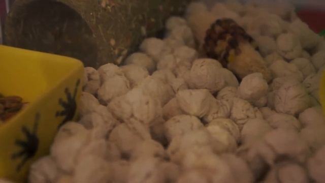 Обнова - целлюлозный наполнитель / кукурузный наполнитель / опилки / салфетки