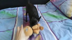 Собачки играют с мягкими игрушками. Русский той терьер и французский бульдог.
