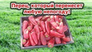 Сладкий перец длинный и крупный - сажаю и забываю! Сорт Иван-да-Марья
