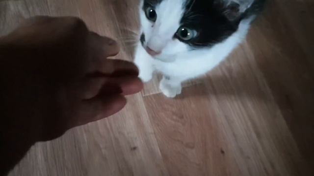 Возвращение Бони. смотреть онлайн