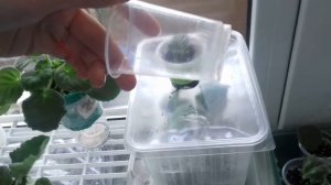 Укоренение листиков мини фиалок в теплице и на фитиле. А так же как обустроить фитильный полив.