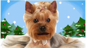 Поющая собачка - с днем рождения!