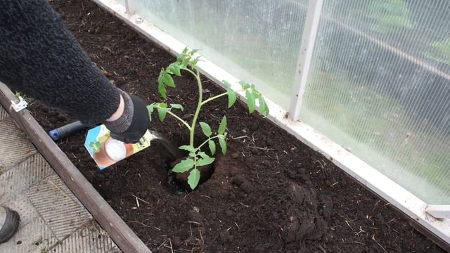 Что положить в лунку при посадке томатов смотреть онлайн
