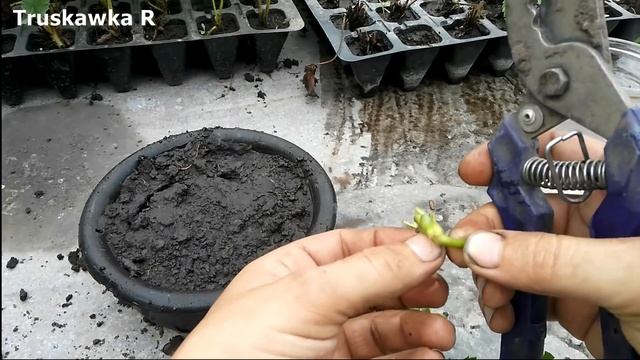 Как правильно садить кассетную рассаду клубники.