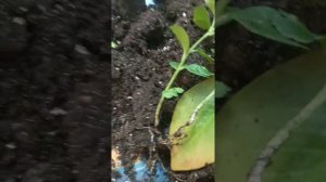 Пересадка лимонного дерева или выращиваем лимон из косточки покупного лимона из магазина.