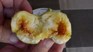 Инжир .Лардаро ,Инчарио Бранка,YLN .23