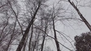 Волонтёры. Ботанический сад. Дендрарий. 28 января 2021 года