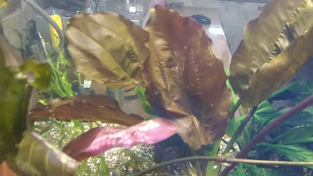 Эхинодорус Бэмби (Echinodorus Bambi) смотреть онлайн