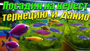 Посадил на нерест данио и тернеций!