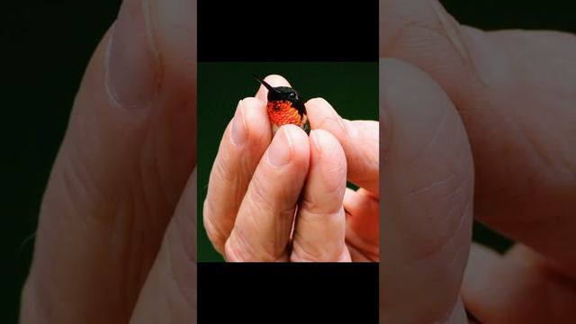 птички музыка симфония смотреть онлайн