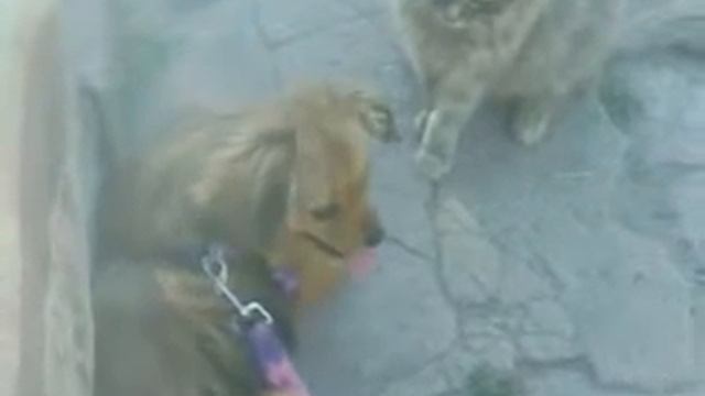 Они лучшие друзья..но иногда бывает и такое!!)))** смотреть онлайн