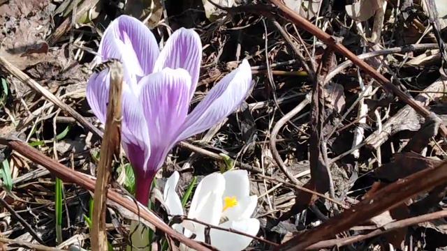 Первоцветы. смотреть онлайн
