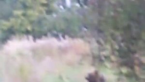 Как испугать медведя