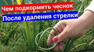 Чем подкормить чеснок после удаления стрелки для  хорошего урожая!