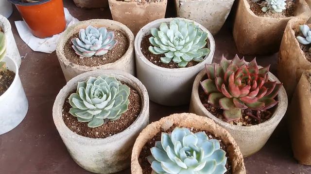 || THREE COMBINATIONS THAT CAN BE FATAL TO SUCCULENTS || смотреть онлайн