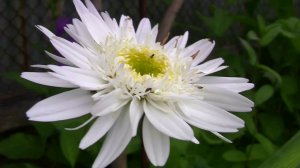 Ромашки - они такие разные.