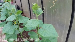 Супер удобрение для огурцов. После такой подкормки огурцы завалят вас урожаем!